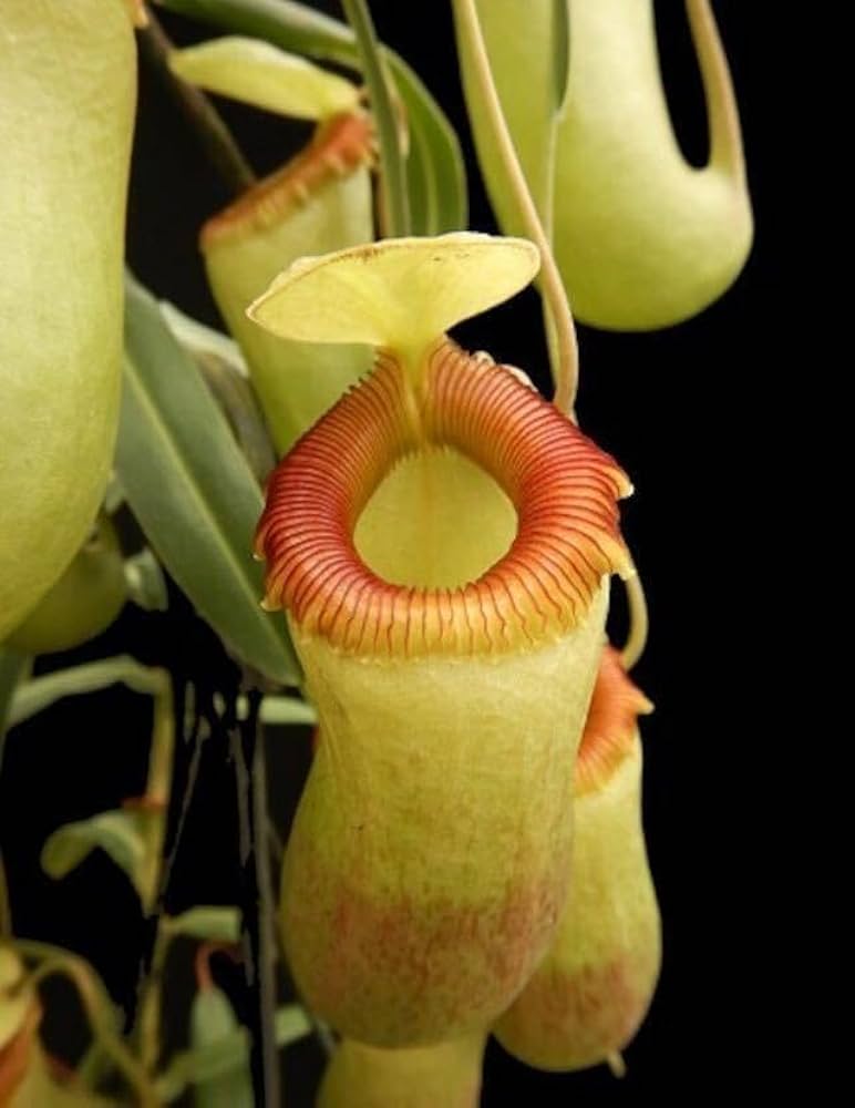 Amazon.co.jp: BE-3770 N. aenigma ウツボカズラ 食虫植物